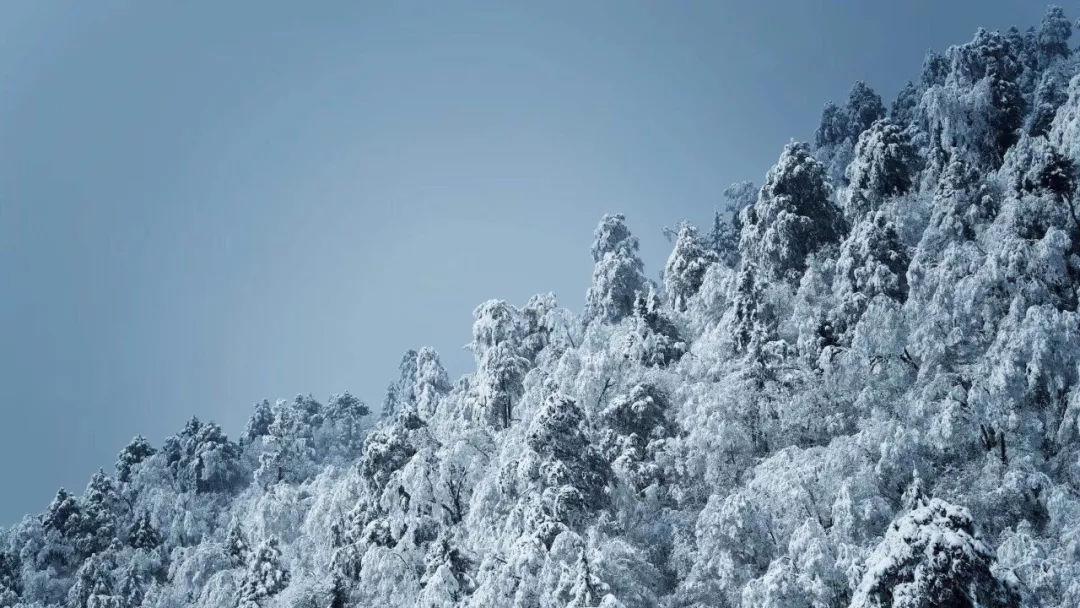 吴裕泰和张一元哪个花茶好- 探索全方位的问答社区